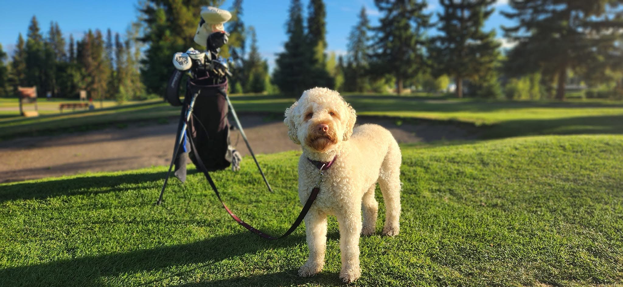 A dog waiting by the golf clubs on the course in Smithers, BC